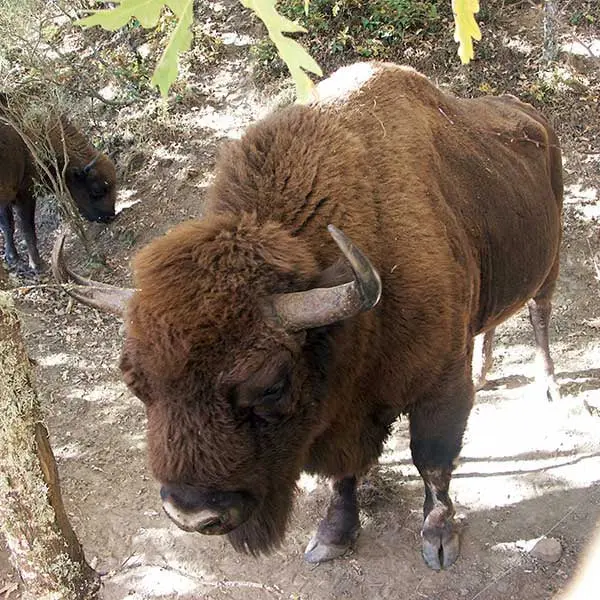 Reserva del Bisonte Europeo